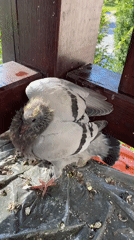 Pigeon fledgling found near its nest in Buk, Poland
