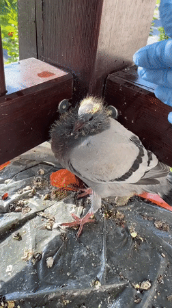 Pigeon fledgling found near its nest in Buk, Poland