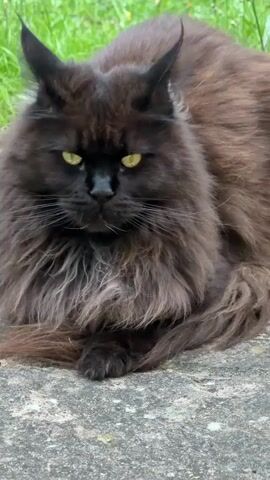 A fluffy black cat with yellow eyes is lying on a stone surface with green grass in the background. The cat is looking directly at the camera.