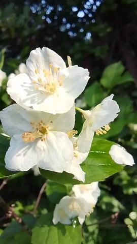 The video shows a close-up view of white jasmine flowers in bloom. The flowers are delicate with five petals and yellow stamens. They are surrounded by green leaves, some of which appear wet or dewy. The background is blurred, suggesting a garden or natural setting with dappled sunlight. The camera focuses on the intricate details of the flowers, highlighting their beauty and fragility. The overall impression is one of natural serenity and the simple elegance of nature.
