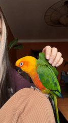 Person interacts with colorful sun conure parrot indoors