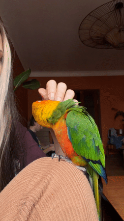 Person interacts with colorful sun conure parrot indoors