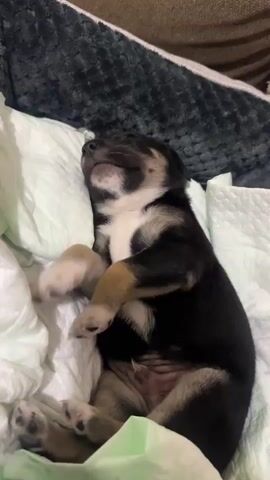 A puppy sleeps on its back on a soft surface, nestled in a light green and white blanket. The puppy is black and tan with a white chest. Its paws are up in the air. The video is extremely short, approximately 4 seconds long, and the puppy appears to be in a state of deep sleep, with no discernable movements or interactions. The environment is dimly lit and appears to be indoors.
