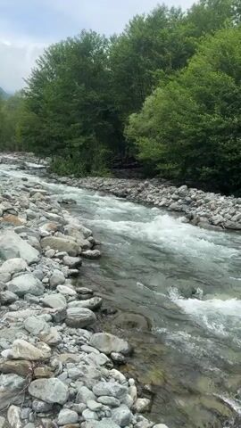 A river with clear, fast-flowing water is depicted during the day. The river banks and visible riverbed are densely covered with numerous grey and white rounded stones and pebbles. Lush green deciduous trees line the far bank of the river and extend into the background. The water exhibits small rapids and white foam as it flows from the left to the right side of the frame.