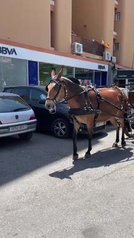 A horse-drawn carriage moves along a street. The horse, a light brown color with a darker mane, is harnessed and appears to be a mule. It is walking and casting a shadow on the asphalt. The carriage is a dark wood with black spoked wheels, and it carries three men. The two men in the front are wearing hats and appear to be drivers. The man in the back is also wearing a hat and is seated on a bench. The setting appears to be urban, with a building behind the carriage displaying the "BBVA" logo, indicating a bank. Other cars are parked or driving on the street. The time of day appears to be daytime, with bright sunlight creating strong shadows. The weather seems warm, judging by the clear sky and the presence of air conditioning units on the building. The overall mood is calm and perhaps a bit leisurely, suggesting a tour or a local mode of transportation. Visible text includes "BBVA" on the building and license plates on the cars, such as "0050 BGV" and "3975 CYN". A Spanish flag is also visible on the building.