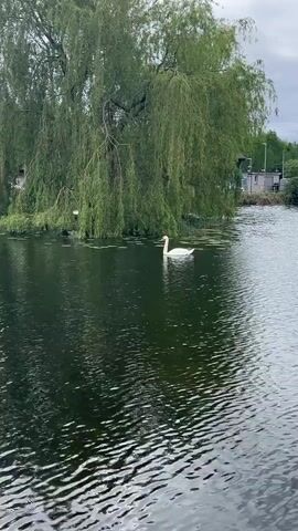 A lone white swan swims on a dark, rippling body of water near a lush, green weeping willow tree on the bank. The sky is overcast. Other trees and some structures are visible in the background.