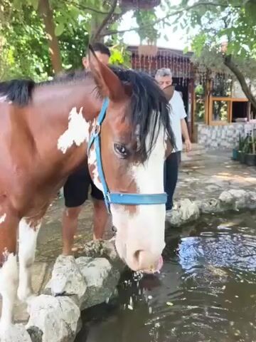 A brown and white horse with a blue halter drinks from a pond. Two men stand nearby. One man, wearing a white t-shirt and black shorts, stands behind the horse. The other man, wearing a white polo shirt and dark pants, stands to the right of the horse, looking at it. The scene appears to be outdoors in a garden or yard, with trees and a building in the background.