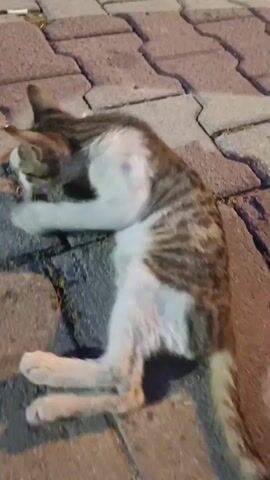 A tabby and white cat is lying on its back on a paved surface, its paws in the air. The cat appears to be playing or grooming. The lighting suggests it may be evening or indoors.