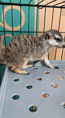 Meerkat observed drying behavior in Simferopol cage