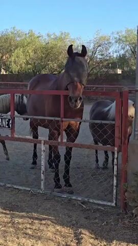 A video shows two horses behind a metal fence. The horse on the left is a bay color and is wearing a fly mask that covers its eyes. The horse on the right is lighter in color with a white mane and forelock. The horses are in an outdoor enclosure with a dirt ground and trees in the background. The sun is low in the sky, casting long shadows. The video is shot from a low angle, looking up at the horses.