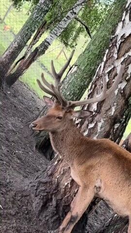 A red deer stag with velvet antlers stands beside a large tree with rough bark and white markings. The stag is facing left and looking upwards. Several birch trees with white bark and green leaves are visible in the background, as well as a wire fence. The ground is covered in dark soil.