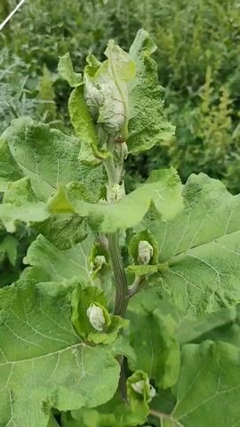 The video shows a close-up, upward-angled shot of a plant stalk with large green leaves and small white flower buds. The stalk is ribbed and appears to be growing upwards. The background is blurred greenery, suggesting an outdoor, natural environment. The lighting is natural and appears to be daylight. No people or animals are visible.