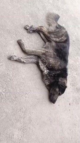 A dog is lying on its back on a concrete surface. The dog is dark grey and black, with a long tail and messy fur. Its legs are splayed out, and its head is resting on the ground. The lighting is bright, suggesting it is daytime. The concrete surface appears to be outdoors and is a light grey color with some rough textures. The video is short and the dog remains in the same position throughout.