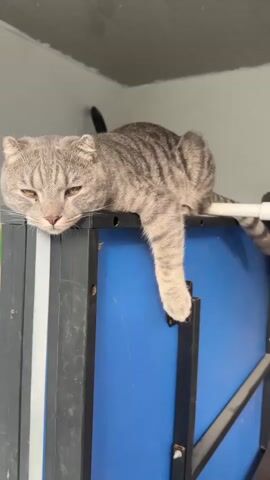A grey tabby cat is lying on top of a blue and black surface, with one front paw hanging over the edge. The cat's head is resting on its paws, and its eyes are partially closed. The background appears to be an indoor environment with a grey ceiling and a wall.