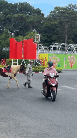 Military-dressed man walks horse across city street in Da Lat