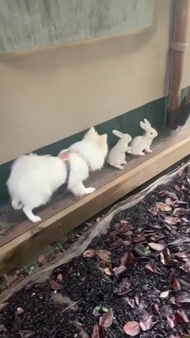 A white fluffy dog wearing a red and black harness is on a wooden walkway, looking at two white decorative rabbits positioned in a row on the walkway. The dog is on the left side of the frame, and the rabbits are to its right. The walkway is next to a tan wall with a green trim. Below the walkway is dark gravel with fallen leaves. The dog leans forward, sniffing the edge of the walkway.