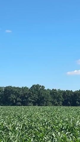 This is a video of a vast, green cornfield under a bright blue sky with a few scattered white clouds. The corn stalks are tall and lush, filling the foreground and stretching towards a dense line of dark green trees in the background. The trees form a natural border to the field, suggesting a rural or agricultural setting. The sky is clear and vibrant, indicating a sunny day, likely mid-morning or afternoon due to the bright light and lack of long shadows. There are no people or distinct objects visible in the field itself, emphasizing the natural landscape. A small, dark shape that might be a bird or an aircraft is visible in the sky towards the left of the frame. The overall mood is peaceful and serene, evoking a sense of natural beauty and agricultural abundance. The setting appears to be in Malyi Trostianets, Ukraine.