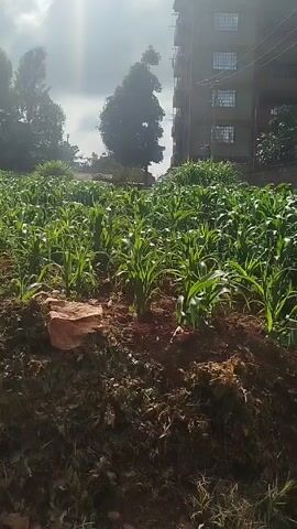 The video shows a small cornfield in a rural or suburban setting. The corn plants are still young and green. The soil is dark brown and appears to be fertile. In the background, there are buildings, trees, and a dirt road. The sky is partly cloudy, and the sun is shining.  The camera moves slightly, providing different perspectives of the cornfield and its surroundings.  There are no people visible in the video.