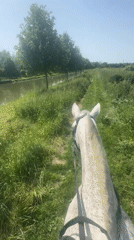 Horseback rider enjoys canal-side path in Belgian countryside