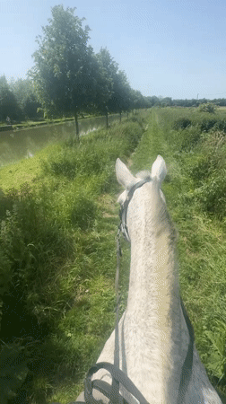 Horseback rider enjoys canal-side path in Belgian countryside