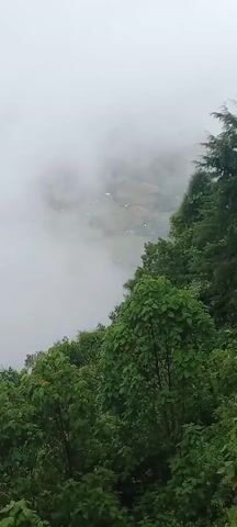 The video shows a landscape from a high vantage point, partially obscured by thick fog. Green foliage is visible in the foreground and scattered in the distance. The camera pans slowly towards a dense forest of tall, thin trees. The general atmosphere of the scene is misty and somewhat obscured.