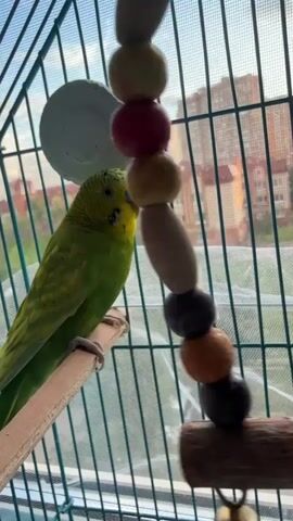 A budgie cage with a green budgie is visible. The budgie is perched on a wooden stick. A string of colorful beads hangs in front of the budgie. The cage is in front of a window with a view of buildings.