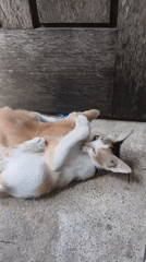 Two kittens play-fighting outside a wooden door in Indonesia