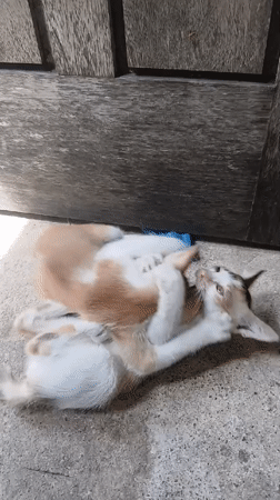 Two kittens play-fighting outside a wooden door in Indonesia