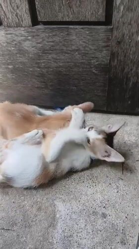 Two kittens play-fighting outside a wooden door in Indonesia