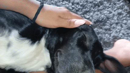Person enjoys quiet afternoon with dog and goat in Venezuela