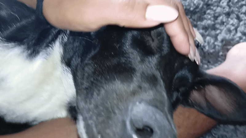 Person enjoys quiet afternoon with dog and goat in Venezuela