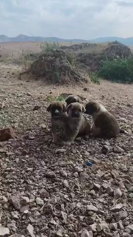 The video shows a group of four puppies sitting on rocky ground. The puppies are of various brown and white colors. In the background, there are hills and sparse vegetation. The sky is cloudy. The puppies appear to be interacting with each other, with some nudging and leaning against each other. One puppy stands and faces the camera. The scene is outdoors in what appears to be a rural or natural setting.