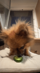 Pets interact with food and toys in Arzberg home
