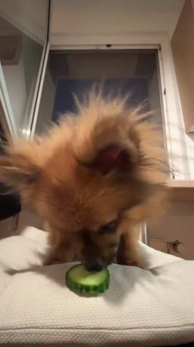 Pets interact with food and toys in Arzberg home