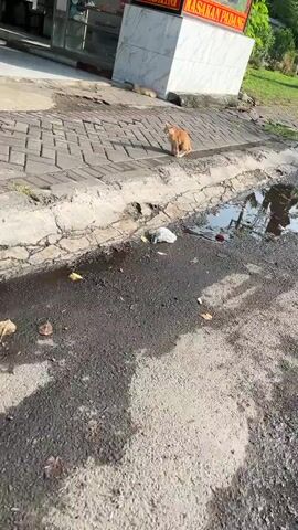 The video opens with a close-up of a wet, muddy asphalt surface with some fallen leaves. A discarded plastic bag and other debris are visible in the puddle. The camera then pans up and to the right, revealing a paved walkway made of interlocking bricks. An orange cat is sitting on the bricks, facing away from the camera. In the background, a building with a white marble facade and red signage is visible. To the far right of the frame, a patch of green grass and trees can be seen. Another cat, partially obscured, is lying down on the bricks further away from the camera. The scene appears to be outdoors, possibly in an urban or semi-urban environment, during daylight.