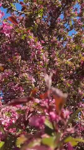 The video features a close-up shot of a flowering tree, densely covered in numerous pink blossoms and some green and reddish leaves. The bright blue sky is visible in the background, suggesting clear and sunny weather. The camera slowly pans across the branches, showcasing the vibrant blooms from various angles. No people, objects, or text are visible in the frame. The scene conveys a sense of springtime, with the tree in full bloom.
