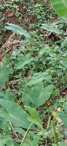 The video shows a close-up view of large, green, heart-shaped leaves of a taro plant in a natural, overgrown setting. The leaves are the dominant feature, appearing lush and healthy. The background consists of dense foliage, including smaller green plants and dry leaves and branches on the ground, suggesting a forest or garden environment. The lighting is natural, likely from an overcast sky or shade. There are no people or animals visible in the frame. The camera appears to be held by hand and moves slightly, giving a slightly shaky but steady view of the plant and its surroundings. The focus is primarily on the taro leaves, with the background slightly blurred.