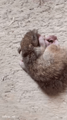 Cats and kittens with hunted rats in Sukaslamet