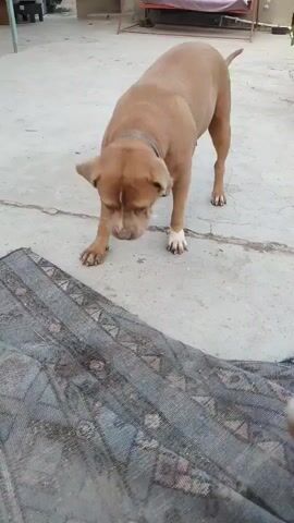 A tan pit bull dog stands on a concrete patio, sniffing a patterned rug. A small green object is visible on the rug near the dog's nose. The dog is wearing a brown collar. The background shows a building and some outdoor furniture. The scene appears to be outdoors.