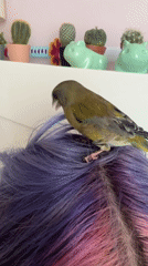 Bird perches on colorful-haired person's head in Gijón