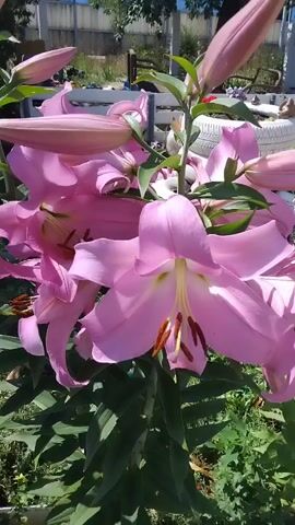 The video shows a close-up, panning shot of several large, pink lily flowers in bloom. The flowers are on a tall green stem with several buds also visible. The background is blurred, but suggests an outdoor setting with a fence, some greenery, and possibly some discarded tires. The lighting is bright, indicating daytime.
