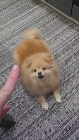 A fluffy, light brown Pomeranian dog is on a grey striped rug. A person's finger is in the foreground, appearing to be gesturing at the dog. The dog looks up at the finger, tilting its head. The dog's mouth is slightly open, and it appears to be panting or making a sound. The background shows a sliver of a grey cabinet.