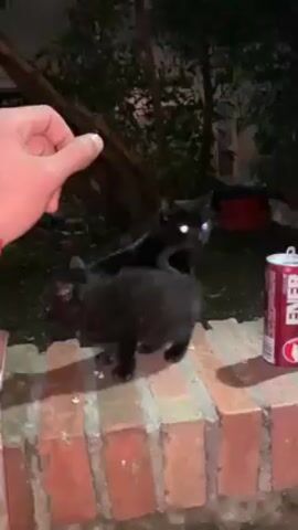 A man reaches out to pet a small black kitten that is sitting on a short brick wall. An adult black cat sits behind the kitten, with its eyes glowing. The scene is dark. There are trees and part of a building in the background. A can is visible on the wall near the cats.