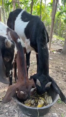 The video shows a close-up view of a group of goats eating from a large black bucket filled with banana peels and pieces. The goats are of various colors, including black, white and brown, and black. One goat in the foreground has long, floppy ears and is actively eating a piece of banana. Another black goat is to its left, also eating. A larger goat with black and white markings stands behind them, with its head lowered into the bucket. The ground is covered with dirt and leaves, and trees and foliage are visible in the background. The lighting suggests it is daytime, possibly outdoors in a rural or farm setting. The camera is positioned low, at eye level with the goats. The video is short and shows the goats engrossed in eating.