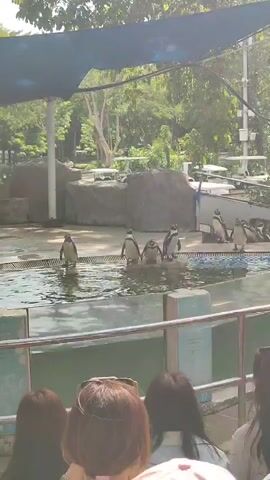 The video shows a group of penguins standing in a pool of water at a zoo or aquarium. There are about nine penguins, all of which appear to be the same species. They are standing in a line at the edge of the pool, some in the water and some on the concrete platform.  A crowd of people stands behind a railing, watching the penguins. The environment includes trees and a building in the background. The scene is brightly lit with natural light.