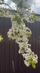 Spring blooms documented during walk in Aksay, Kazakhstan