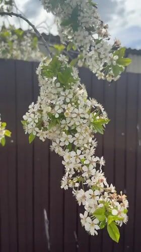 Spring blooms documented during walk in Aksay, Kazakhstan