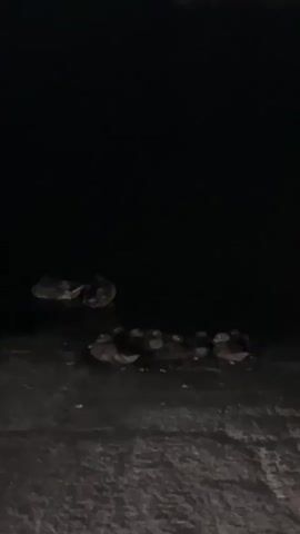 The video shows a group of ducklings gathered together. Two adult ducks are partially visible in the water to the left. The ducklings are huddled on a dark, wet surface, possibly a bank or pavement. The background is almost entirely black, suggesting the video was taken in low light conditions. The overall scene is still and quiet.