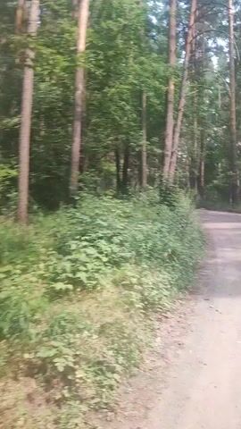The video shows a dirt road winding through a forest. Tall pine trees line the sides of the road, with dense green foliage beneath them. The sun is shining through the trees, casting dappled light on the road and the forest floor. The camera is moving, suggesting the video was filmed from a vehicle or while walking. The overall impression is one of a peaceful, natural environment.