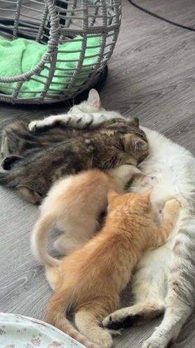 Kittens and their mom fill a Fort Erie living room with chaos